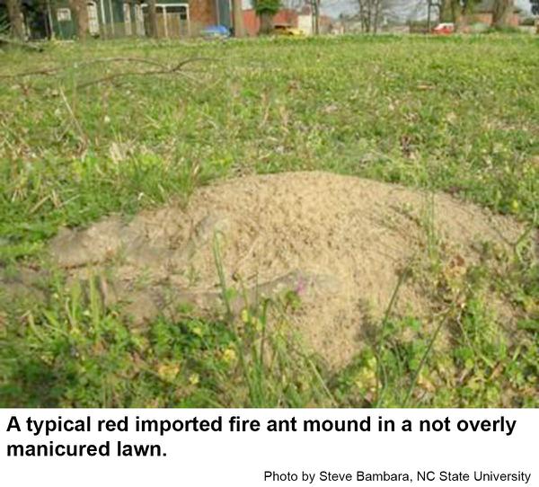Red imported fire ant mound